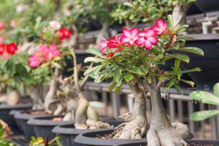 দেশেই নজরকাড়া মরুভূমির ফুল